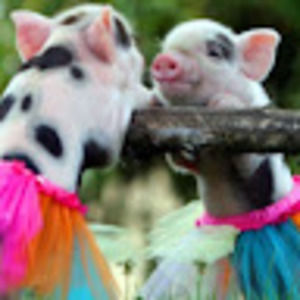 Meet your Posher, Lexie